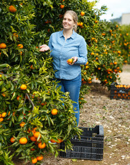 Female gathering harvest of mandarin oranges © JackF