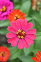 Obraz premium Pink and red zinnia flowers