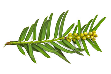 branch Taxus baccata European yew, macro, isolate on a white background