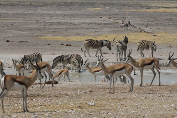 zebry i antylopy przy wodopoju w naturalnych warunkach