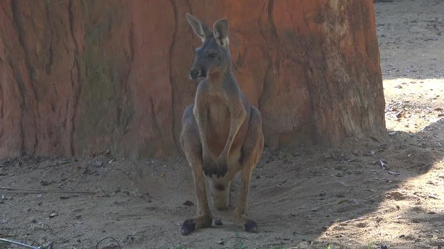 Red kangaroo close-up