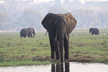 Fototapety  afrykański słoń przy wodopoju w mglisty poranek