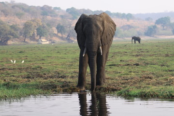 afrykański słoń przy wodopoju w mglisty poranek