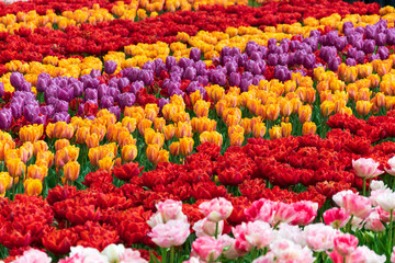 Multicolored Tulips Field