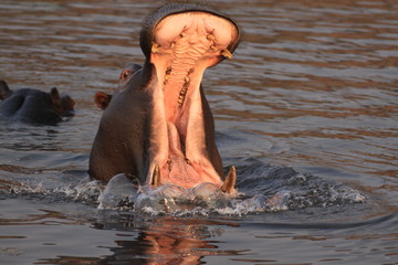 ziewający hipopotam stojący w wodzie
