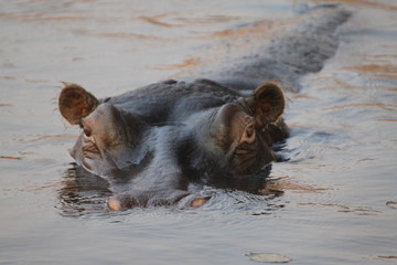 hipopotam wystawiający czubek głowy z wody o zachodzie słońca - obrazy, fototapety, plakaty