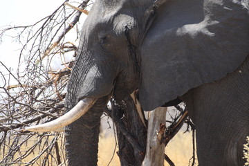 głowa starego słonia w naturalnym środowisku z bliska - obrazy, fototapety, plakaty