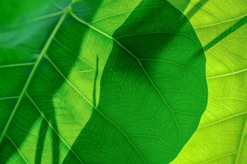Close up of green leaf with sunlight and shadow. Nature background and pattern, texture concept.