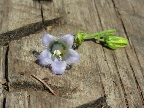 Violet Bearded bellflower ( Campanula barbata ) lying on an old tree trunk in the forest