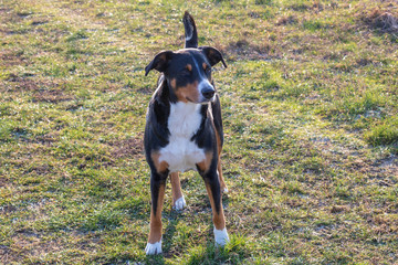 Appenzeller Sennenhund. The dog is standing in the park on the Winter. Portrait of a Appenzeller Mountain Dog