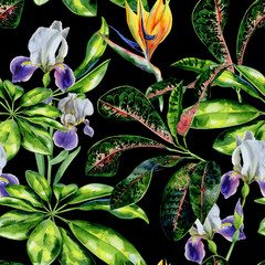 Seamless watercolor tropical pattern with green schefflera arboricola plant  and iris flowers, croton leaves and strelitzia. Bird of paradise flower wallpaper. Crane flower and dwarf umbrella tree.