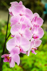 Pink Orchid in Garden