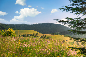 Fototapeta premium Summer nature with forested mountains and blooming plains