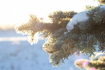 Thick layers of frost clinging to birch bark trees with bright sunburst background