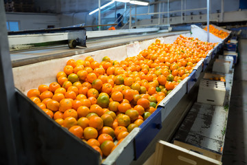 View of harvest ready for storage © JackF