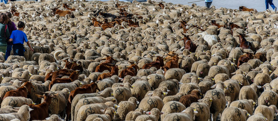 MADRID, SPAIN, October 21, 2018 Calle Alcalá. Festival of transhumance 2018. A great flock of sheep. - obrazy, fototapety, plakaty