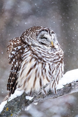 Portrait of a Barred Owl sleeping under the falling snow