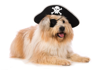 Elo dog with eye patch and pirate hat, on white background
