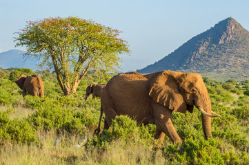 Naklejka na ściany i meble Three elephants in the savannah of Samburu