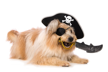 Elo dog as a pirate with saber on white background