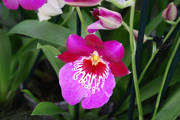 Orchid Red Tide Miltonia flower. Decorative plants for gardening and greenhouse.