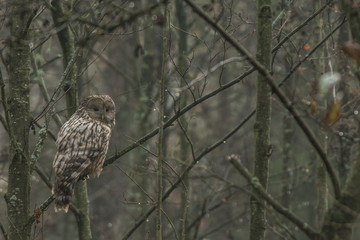 Ural owl perched on branch in forest