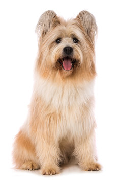 Adult elo dog on white background