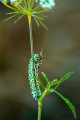 Monarch butterfly from caterpillar