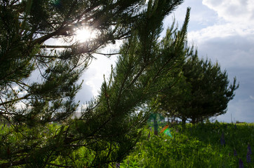 trees and blue sky