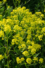 Fototapeta premium field of yellow flowers