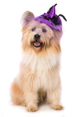 Adult elo dog with purple witch hat on white background