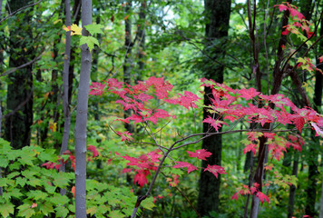 Close up leaves with changing colors in a Smoky Mountains fall.