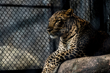 majestic leopard 