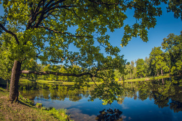 Large green oak. Grove in city park with pond. distortion perspective fisheye lens