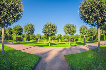 Rows of trees and bushes park. Perfectionism symmetry and geometry in garden. perspective fisheye lens