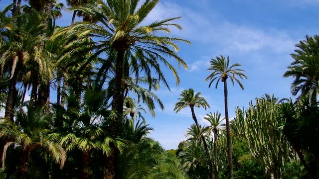 Elche El Palmeral Palmenhain, Costa Blanca