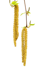 Fototapeta premium Wiosenne gałązki brzozy z młodymi liśćmi i baziami