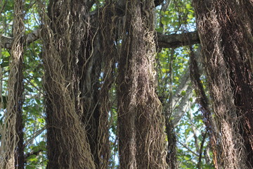 Fototapeta premium old oak tree