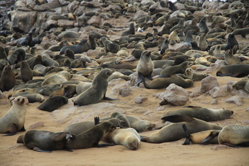 duża kolonia uchatek siedzących i leżących na zimnej plaży u wybrzeży antarktydy - obrazy, fototapety, plakaty