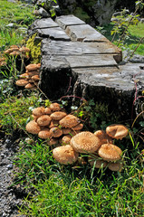 pilze neben einem baumstumpf
