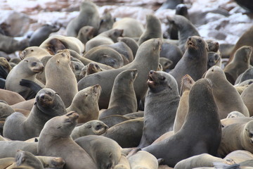 duża kolonia uchatek siedzących i leżących na zimnej plaży u wybrzeży antarktydy - obrazy, fototapety, plakaty