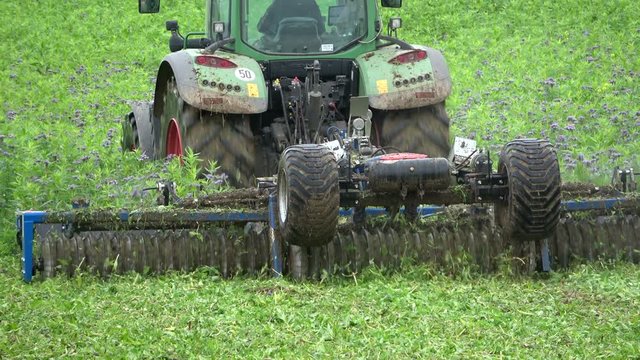 Zerkleinerung der Zwischenfrucht mit Messerwalze, Phacelia