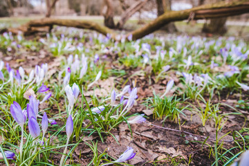 blooming purple snowdrops close up