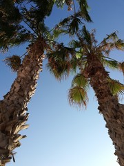 Palmeras en el cielo