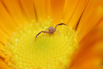 Tiny male crab spider waiting for prey in the middle of a flower.