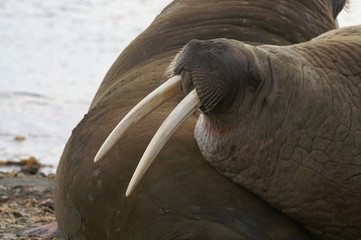 mors z długimi kłami opierający się o drugiego morsa na brzegu morza, spitsbergen