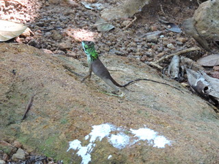 Chamäleon zum Teil gefärbt auf einem Stein
