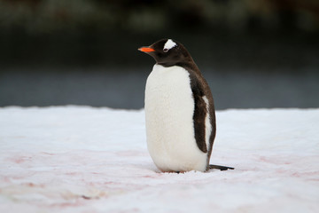 samotny pingwin stojący na śniegu przodem - obrazy, fototapety, plakaty