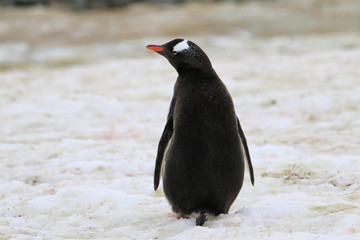 samotny pingwin stojący na śniegu tyłem - obrazy, fototapety, plakaty