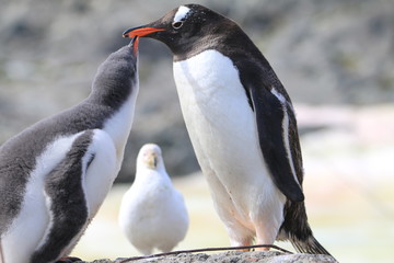 samica pingwina karmiąca młode - obrazy, fototapety, plakaty